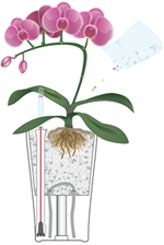 Orchidées en LECHUZA