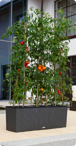 Tomate en LECHUZA TRIO