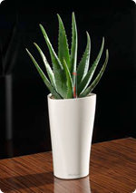 Aloe en LECHUZA