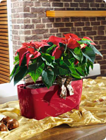 Poinsettia en bacs LECHUZA
