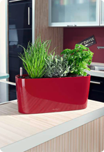 Plantes aromatiques en LECHUZA