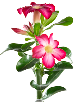 Rose du désert en LECHUZA MAXI-CUBI