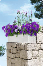 Fleurs de balcon en LECHUZA BALCONERA