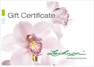 gift certificate lilac